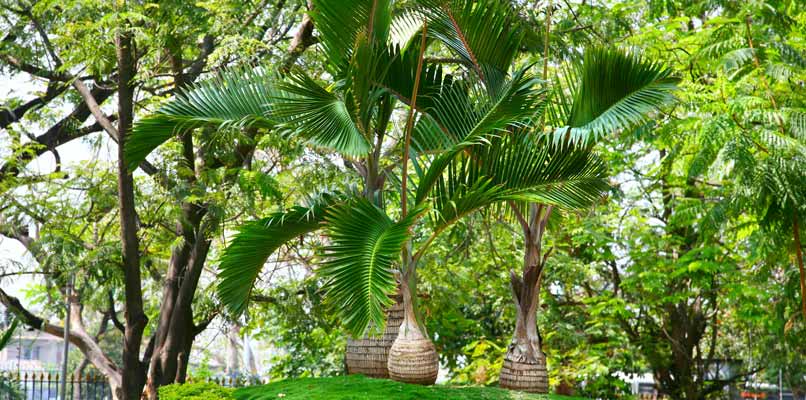 hyderabad-nature-806x400 hyderabad-nature-806x400