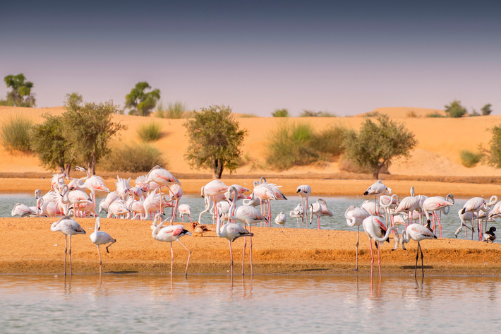 Dubai - flamingo