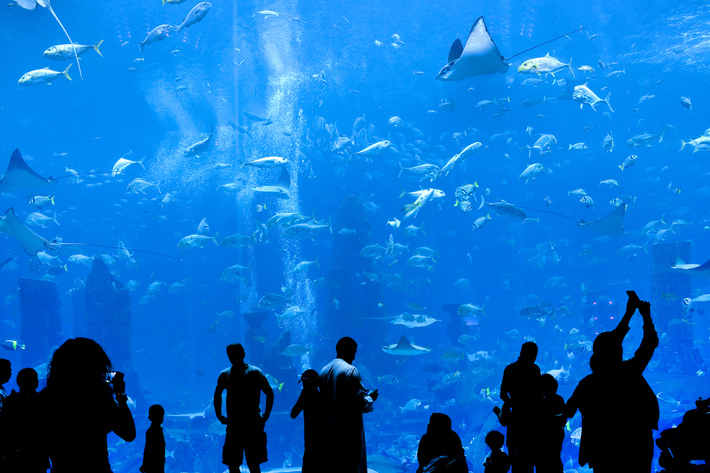 Dubai - aquarium