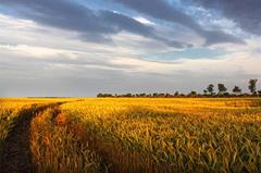 Рейсы в Сиялкот